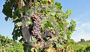 Pinot gris grapes on vine against blue sky background photo