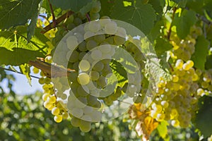 Pinot Gris Grapes in Vineyard Okanagan Kelowna British Columbia Canada