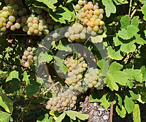 Pinot gris grapes, yellow pinkish variety, hanging on vine