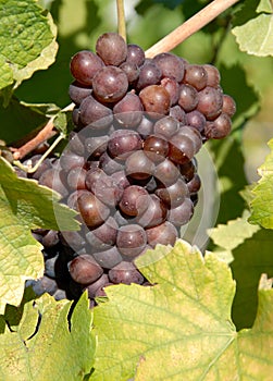 Pinot Gris/Grigio Grapes