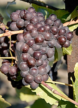 Pinot Gris/Grigio Grapes photo