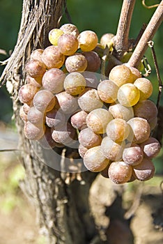 Pinot Gris/Grigio Grapes photo