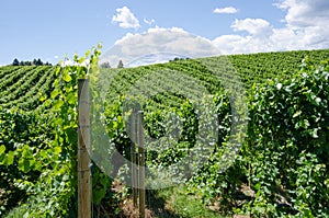 Pinot gris vineyard in the Okanagan photo