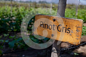 PINOT GRIS Wine sign on vineyard. Vineyard landcape