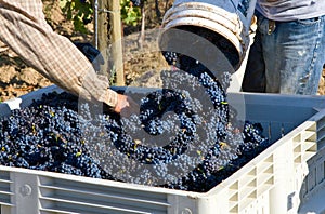 Pinot Noir Grape Harvest