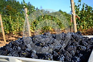 Pinot Noir Grape Harvest photo