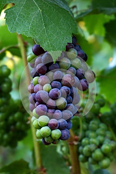Pinot Noir Grapes photo