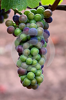 Pinot Noir Grapes photo
