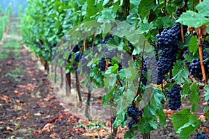 Pinot Noir Grapes photo