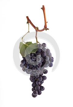 Pinot Noir grapes photo