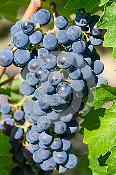 Pinot noir grapes photo