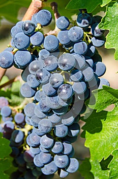 Pinot noir grapes