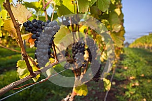 Pinot Noir Grapes