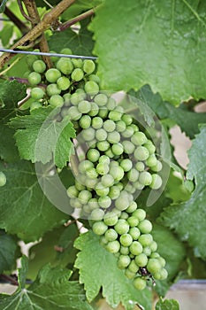 Pinot Noir grapes with close up view