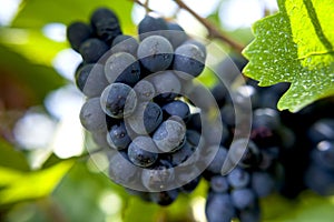 Pinot Noir grapes photo