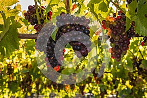 Pinot Noir grapes at harvest time in organic vineyard