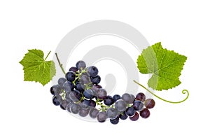 Pinot Noir grapes with leaves isolated on white background
