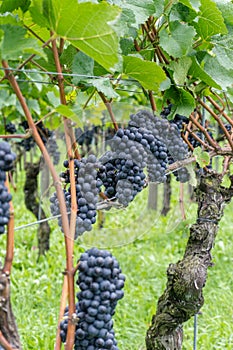 Pinot noir grapes ready for harvesting in a vineyard