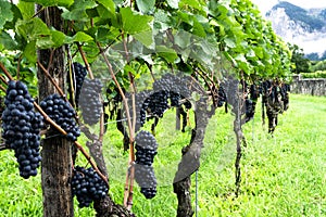 Pinot noir grapes ready for harvesting in a vineyard