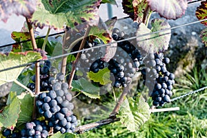 Pinot noir grapes ready for harvesting in a vineyard