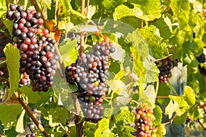 Pinot Noir grapes ripening on vine in vineyard at harvest time