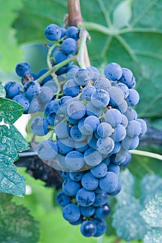Pinot Noir grapes on the vine photo