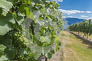 Pinot Noir Grapes in Vineyard Okanagan British Columbia Canada