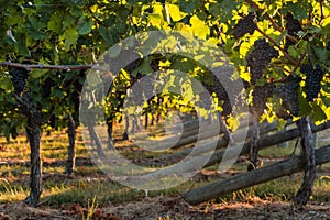 Pinot noir grapes in vineyard