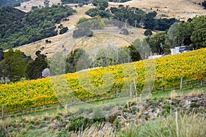 Pinot Noir and Riesling Vineyard photo