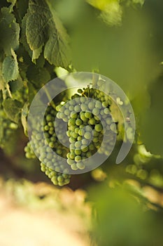 Pinot Noir Ripens on the Vine