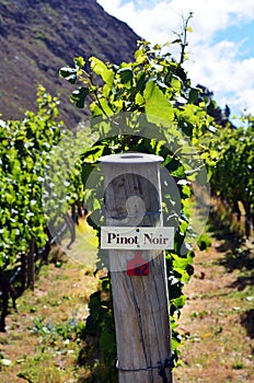 Pinot Noir sign on grape vine photo