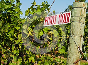Pinot Noir Vines photo