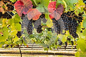Pinot Noir vineyard with bunches of ripe grapes at harvest time