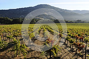 Pinot Noir Vineyard, California photo