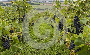 Pinot Noir Vineyard at Hautvillers photo