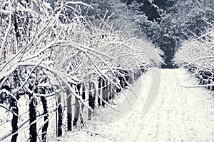 Pinot Noir vineyard in winter