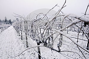 Pinot Noir vineyard in winter