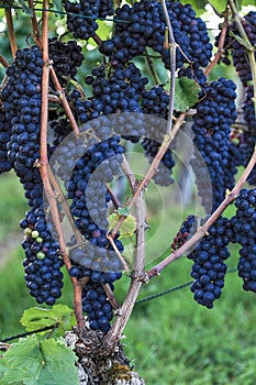 Pinot Noir wine grape bunches in the vineyard