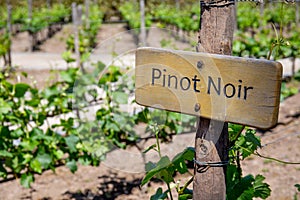 PINOT NOIR Wine sign on vineyard. Vineyard landcape