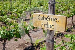 PINOT NOIR Wine sign on vineyard. Vineyard landcape