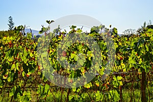 Pinotage grape vineyard and wine plantation in Stellenbosch Cape town photo