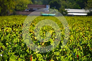 Pinotage grape vineyard and wine plantation in Stellenbosch Cape town photo