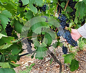 Pinotage grapes photo