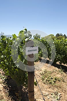 Pinotage vineyard photo