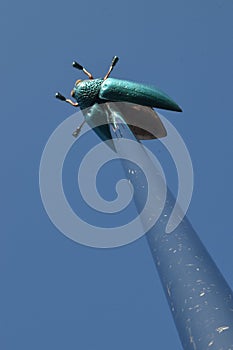 Pinpointed Bug photo