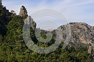 Pinsapos forest Abies Pinsapo in the Yunquera fir forest of the Sierra de las Nieves national park in Malaga. Spain photo