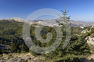 Pinsapos forest Abies Pinsapo in the Yunquera fir forest of the Sierra de las Nieves national park in Malaga. Spain photo