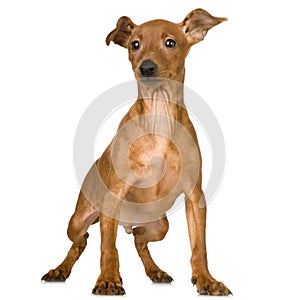 Pinscher