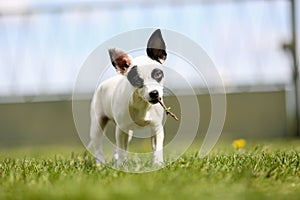 a pinscher breed puppy cute