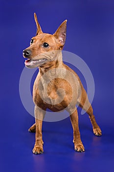 Pinscher dog